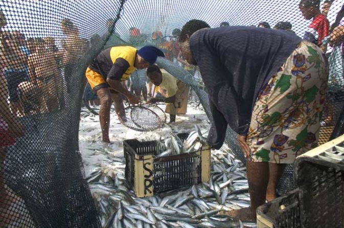 The so-called "Sardine Run" not only attracts a host of hungry sharks, dolphins and diving birds, but many an eager fisherman and tourist besides.