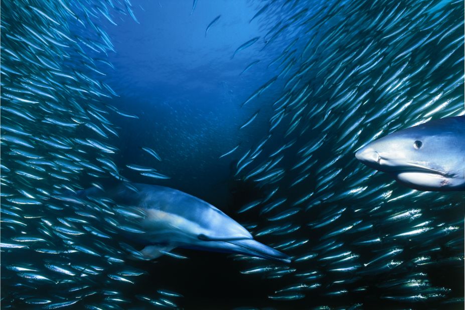 Every year between May and July, billions of sardines spawn in the shallow waters of the Agulhas Bank and head north up South Africa's east coast, prompting one of the world's largest underwater feeding frenzies.