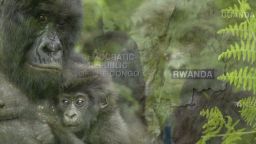 exp inside africa rwanda gorillas a_00022301