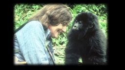 exp inside africa rwanda gorillas b_00022701