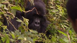 exp inside africa rwanda gorillas c_00042101