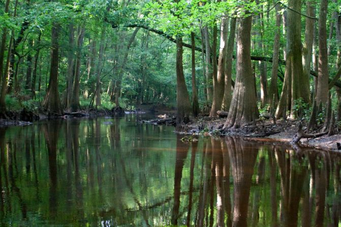 Congaree National Park in South Carolina is the largest expanse of bottomland hardwood forest that remains in the Southeastern United States.