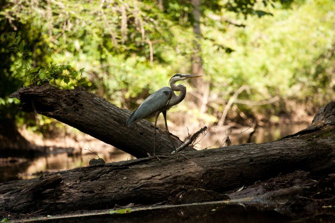 Bird-watching is a popular activity in Congaree National Park, especially during migration seasons.