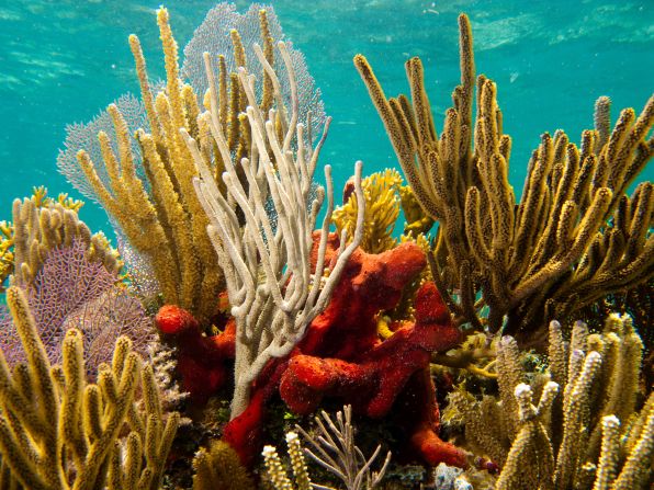 Biscayne National Park protects beautiful coral reefs, where visitors can scuba dive or snorkel to get a sight of an underwater wonderland.