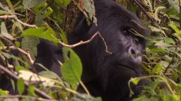 ia rwanda gorilla sneeze_00005812