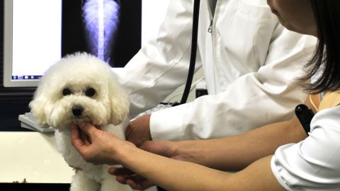 Chiropractic care promotes proper alignment of a pet's musculoskeletal structure through regular adjustments.