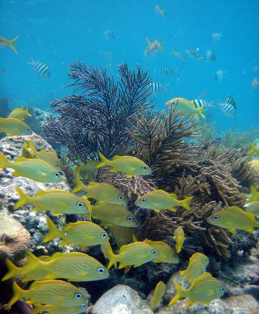 There are more than 500 different species of fish associated with the Virgin Islands. French grunts are among one of many reef fish that can be seen.