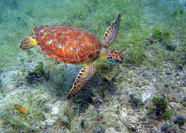 The green turtle, shown here, and the hawksbill turtle are among the most commonly spotted sea turtles in the waters around the Virgin Islands.