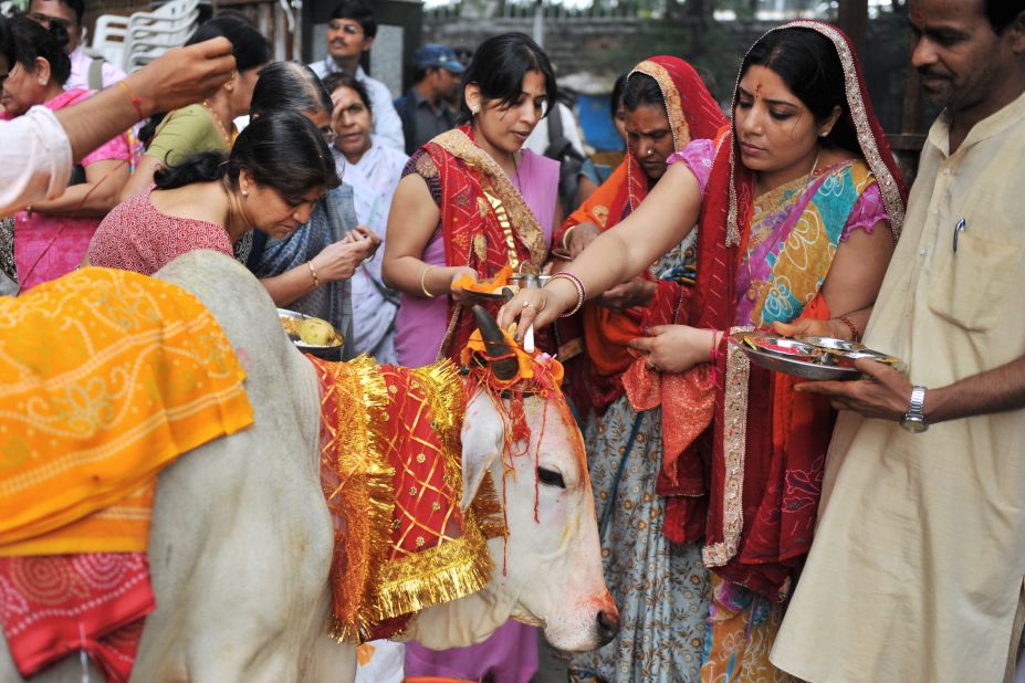 Hindu devotees worship a sacred cow on the eve of Gopastami in Hyderabad on November 3, 2011. The cow is regarded by Hindus as <em>gau mata</em>, or maternal figure, and has had a long-standing central role in India's religious rituals.