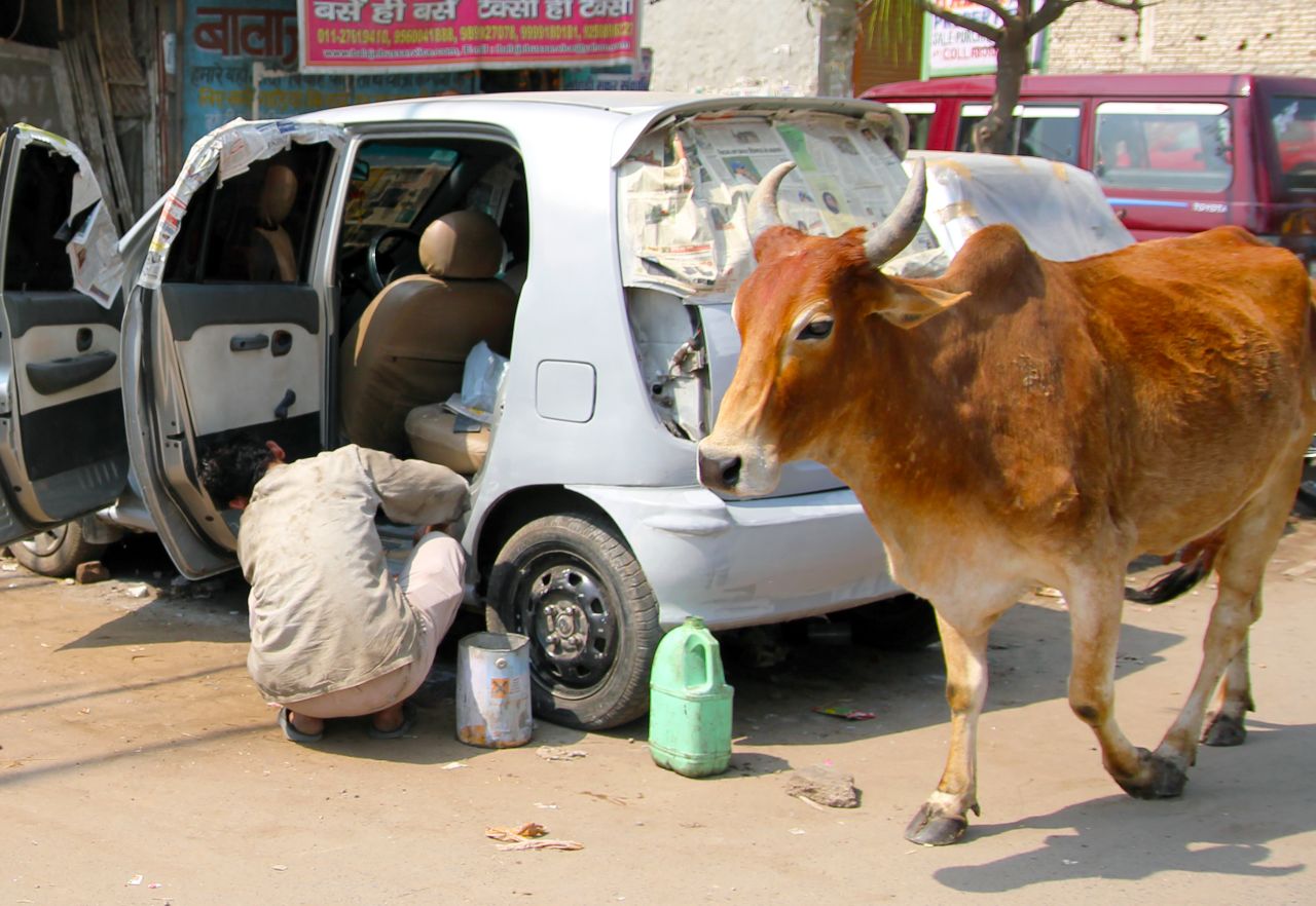 A sacred cow strolls down a dusty road in Burari, a suburb of Delhi on March 13.
