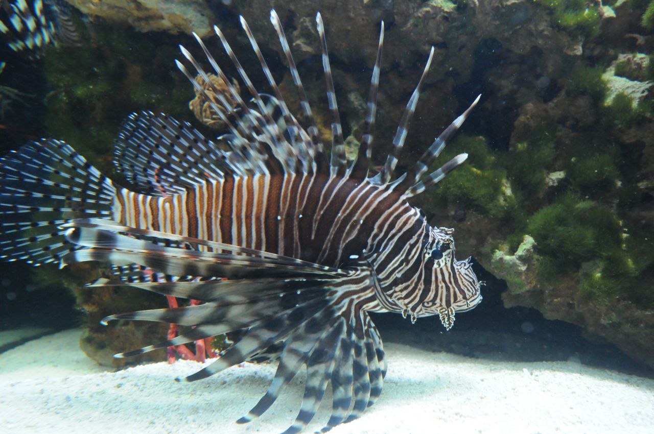 Native to the Indian and Pacific Oceans, lionfish have no natural predators in  Atlantic waters and are impacting the functioning of the reef ecosystem. 