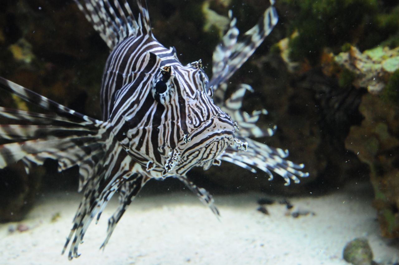 Lionfish have become a serious problem for fishermen in Florida. Their numbers have swelled in recent years impacting the number of lobster they can catch.  