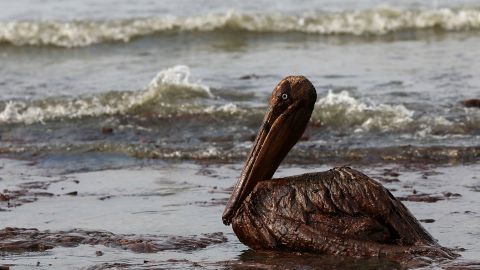 An oil-soaked pelican wallows in surf on East Grand Terre Island, Louisiana, on June 4, 2010, after the Deepwater Horizon spill.