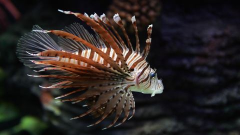 Lionfish infestation in the Atlantic Ocean now a growing epidemic | CNN