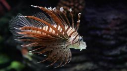 A Lionfish swims in the aquarium on the United Arab Emirate of Sharjah on August 6, 2008