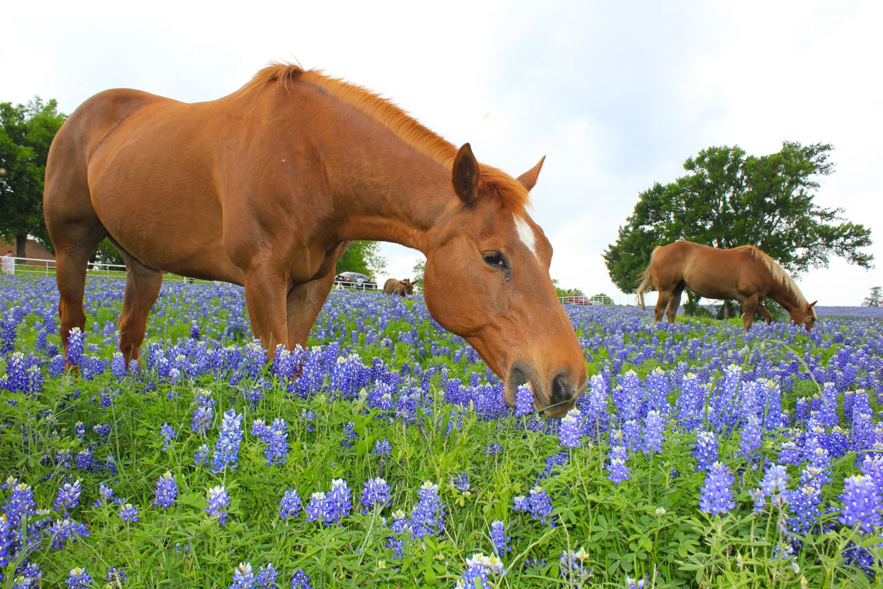 A horse grazes in a patch of bluebonnet flowers in Ennis, Texas, the "bluebonnet capital of North Texas."