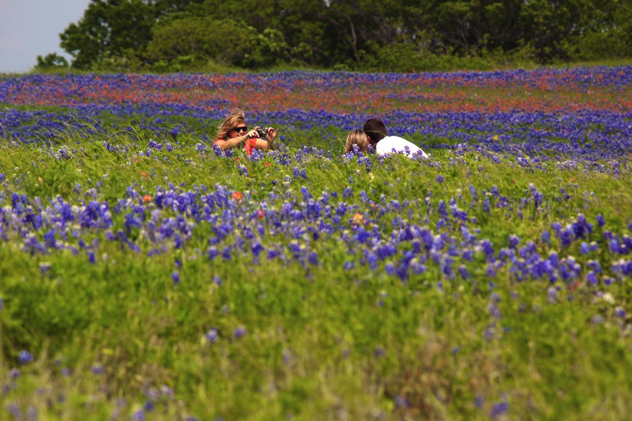 People take a picture in a field full Texas' state flower.