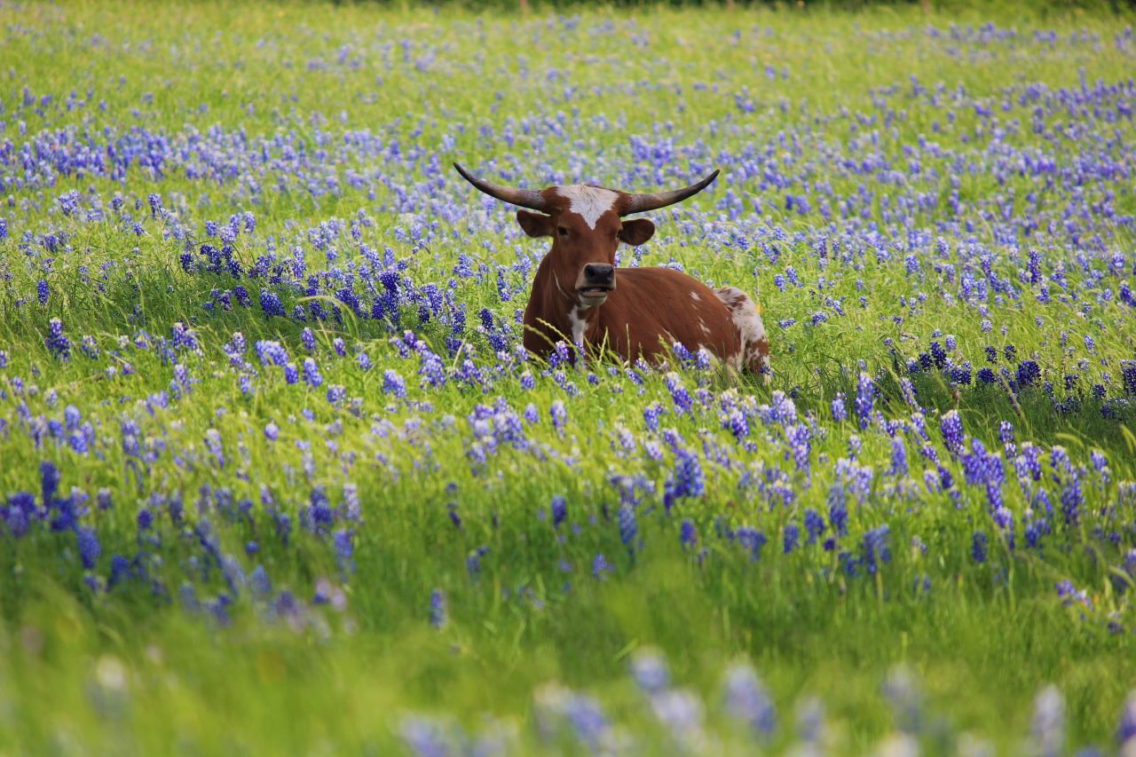 A cow stands amid the bluebonnets. Farm animals don't eat the flowers because they have a bitter taste, said Sandy Anderson, the chairperson of the Ennis Garden Project.