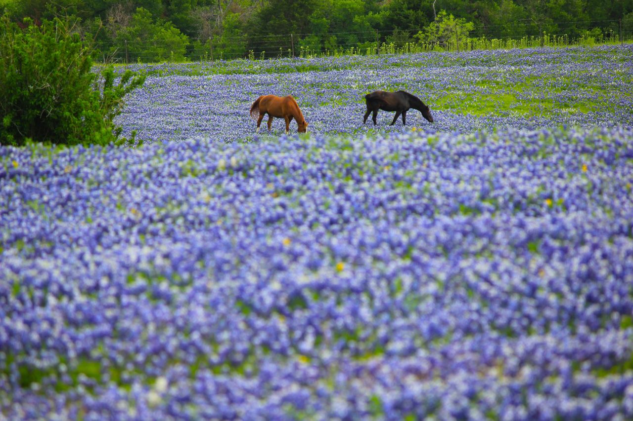 Horses graze near the flowers. The bluebonnets thrive on hillsides with poor soil and good drainage. Learn more about bluebonnets and native plants at the <a href="http://www.wildflower.org/" target="_blank" target="_blank">Lady Bird Johnson Wildflower Center.</a>