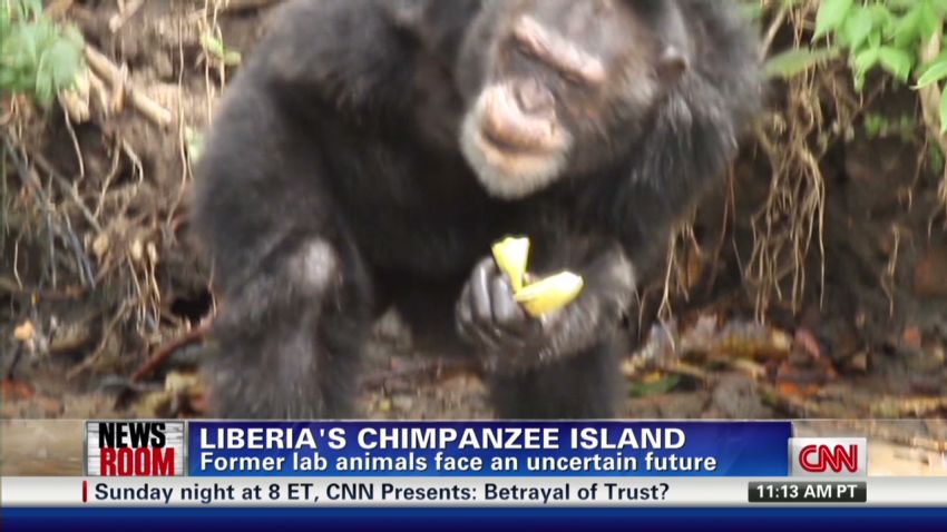 nr.bush.liberia.chimp.island_00021511