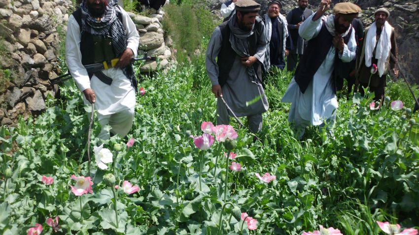 Afghanistan poppies