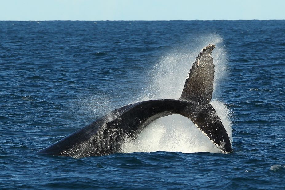 There are only between 350 and 550 right whales remaining, making it one of the most threatened large animals on the planet.