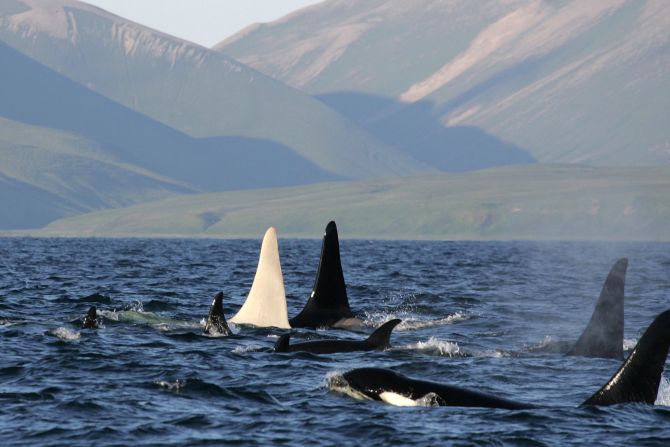 An albino killer whale nicknamed Iceberg, the only all-white, adult killer whale ever spotted, travels in a pod of 13 orcas near Bering Island off the coast of Russia.