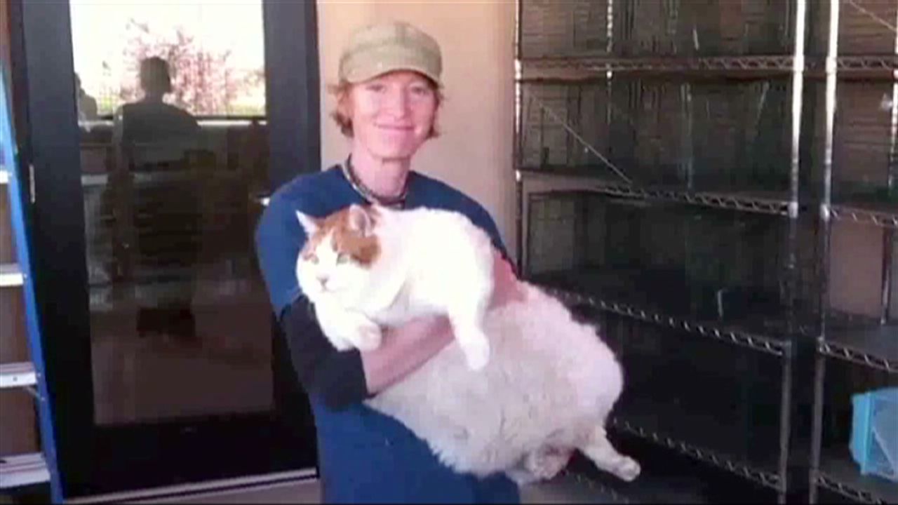 meow the 40 pound cat