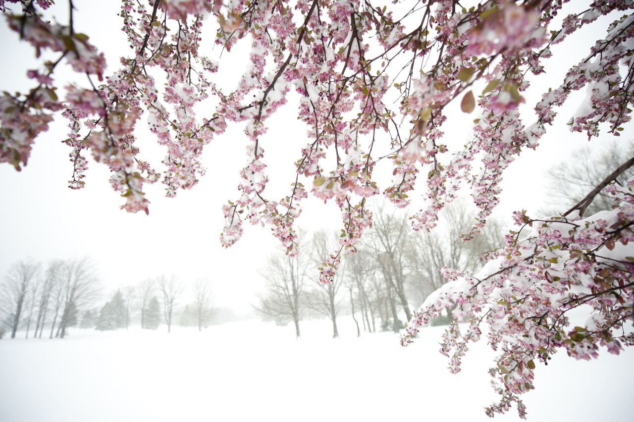 Eight inches of snow covered parts of Somerset, Pennsylvania, on Monday. A storm beginning in the Northeast pushed west, covering Spring blooms.