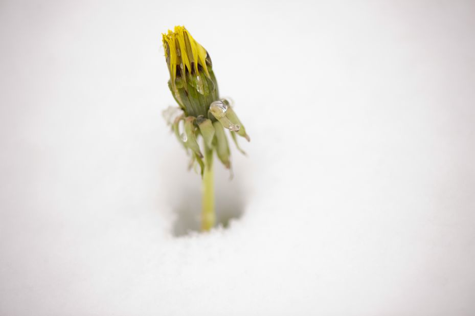 A dandelion waits for the spring weather to return in Somerset. The snowstorm follows a mild winter and the warmest March on record.