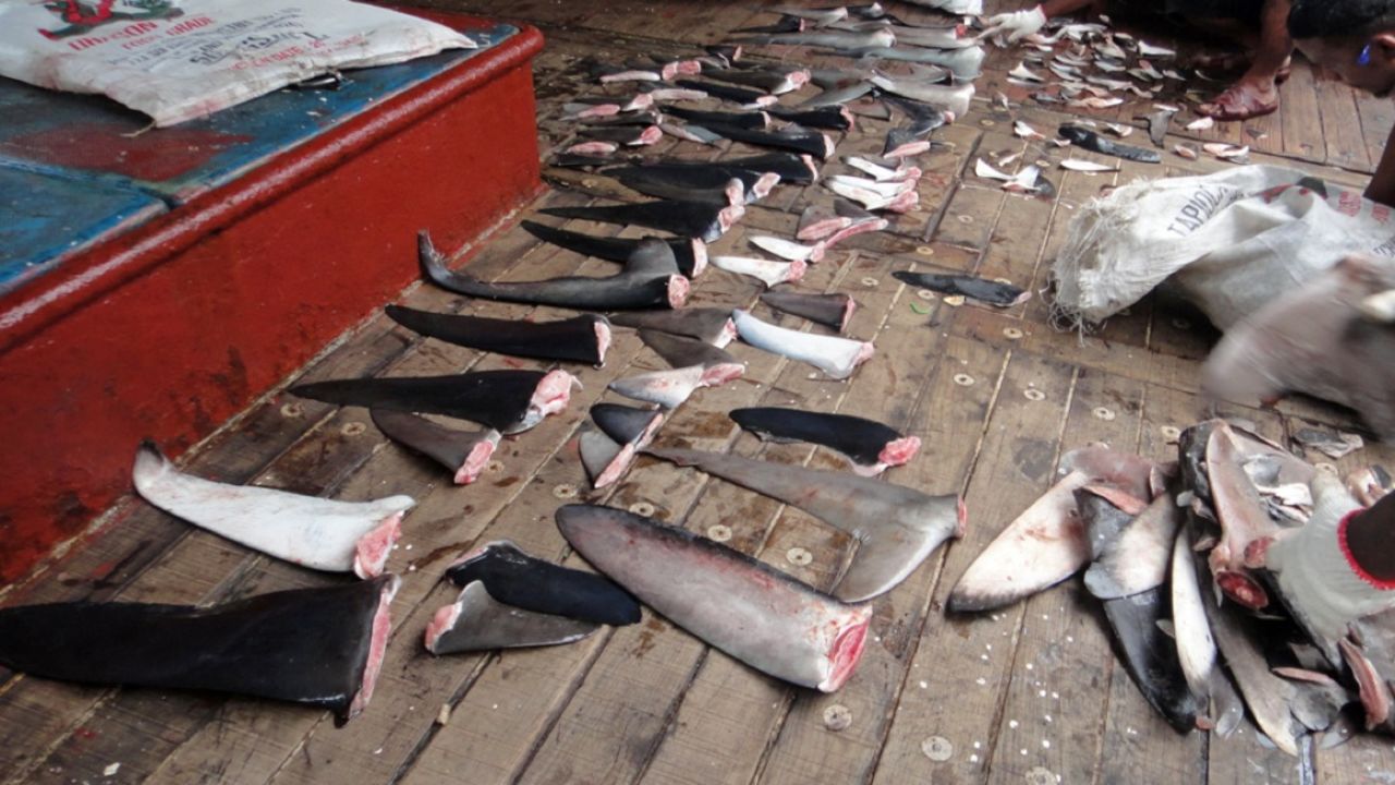 Environmentalist groups say more than 72 million sharks are killed every year, primarily for their fins.