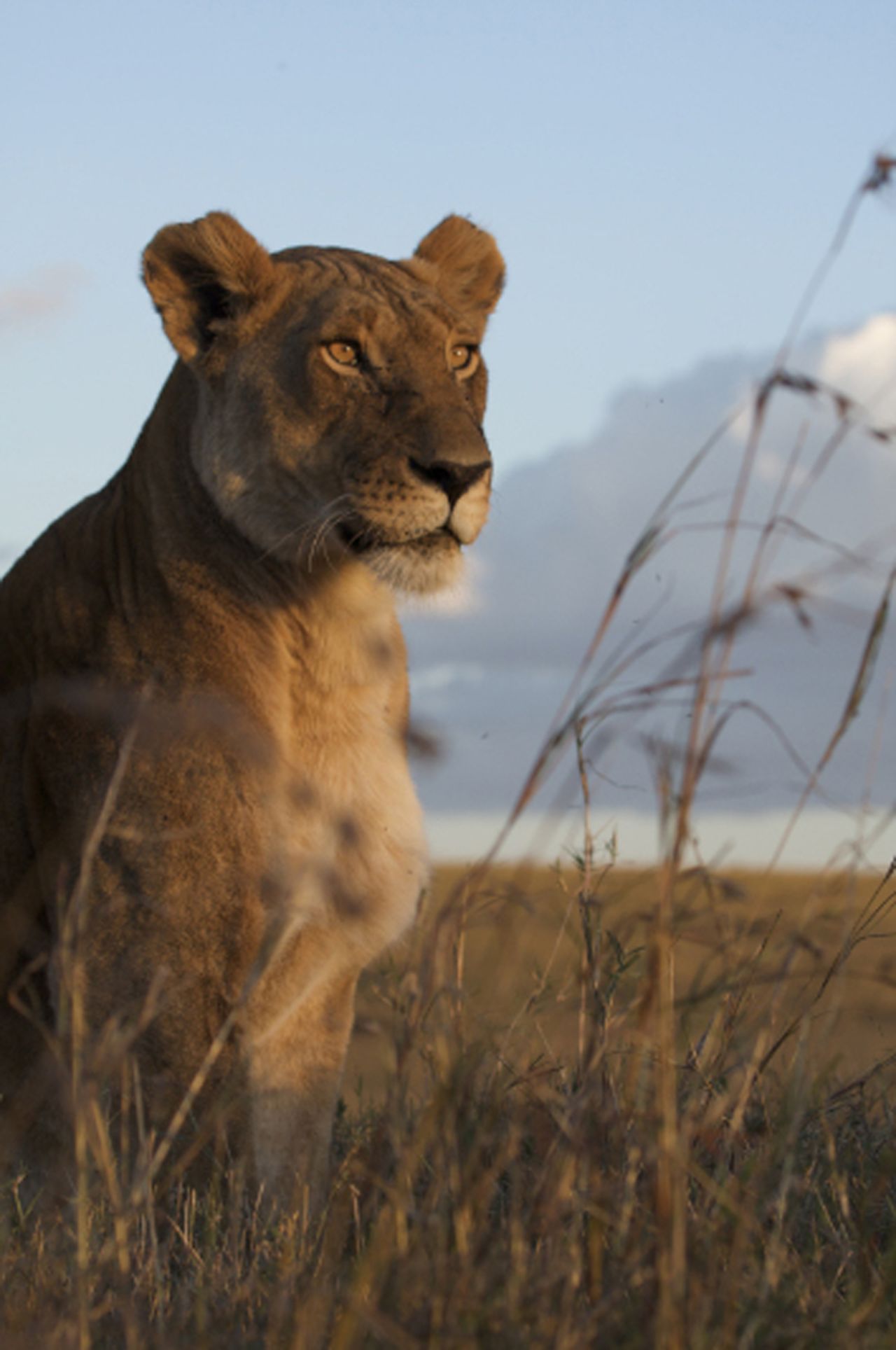 One of the lionesses tracked by the filmmakers during production. Highly social animals, lions live in prides that can include from one to three male lions and from three to 30 females, as well as their young. Lionesses are responsible for the majority of kills to feed the group.