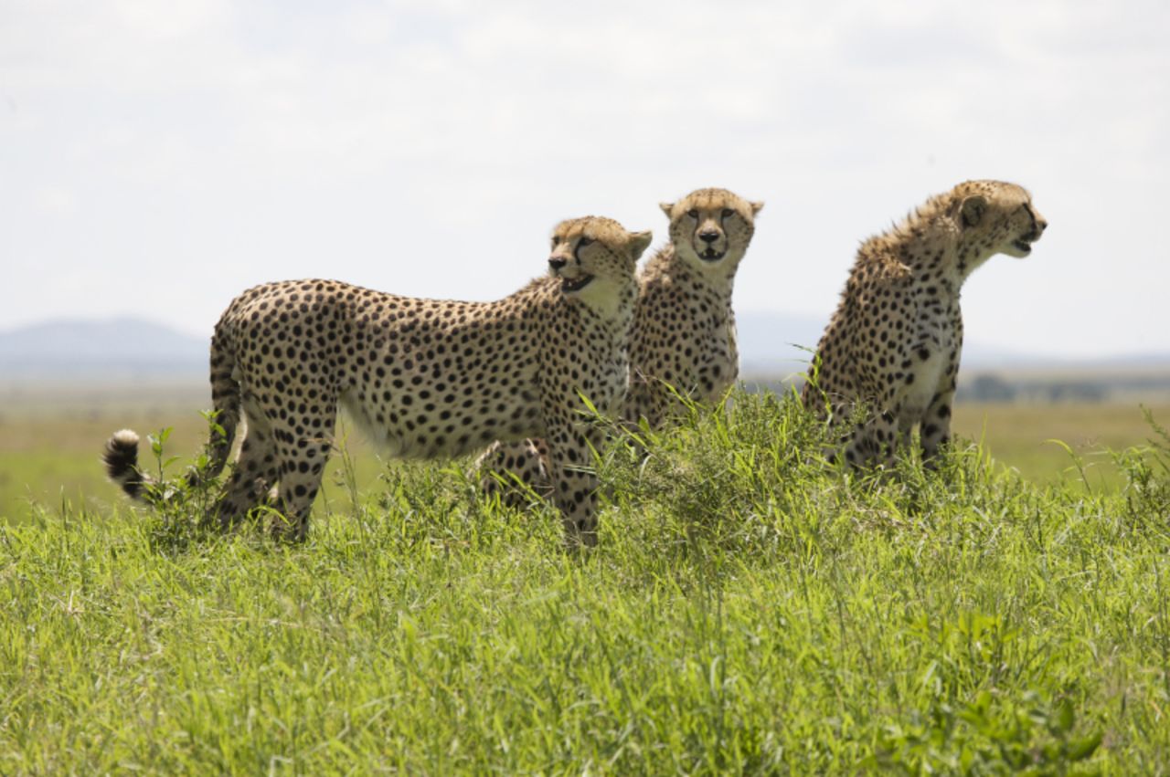 A trio of grown cheetahs. Cheetahs regularly lose their kills to lions and hyenas, and eat very quickly to try to avoid this, consuming up to 30 pounds of meat in a single sitting. Once they have eaten, they can survive for up to five days without more food.