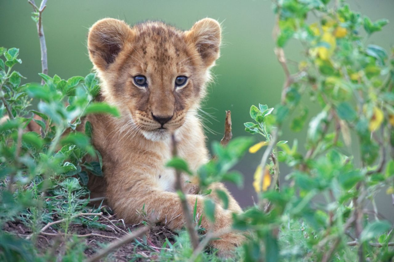 A lion cub. Young lions remain dependent on their mothers for two years, after which males may be ousted from the pride. While lions are apex predators in their environment, cubs are vulnerable to attack by hyenas and leopards.