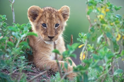 Real-life 'Lion Kings': African big cats caught on film | CNN