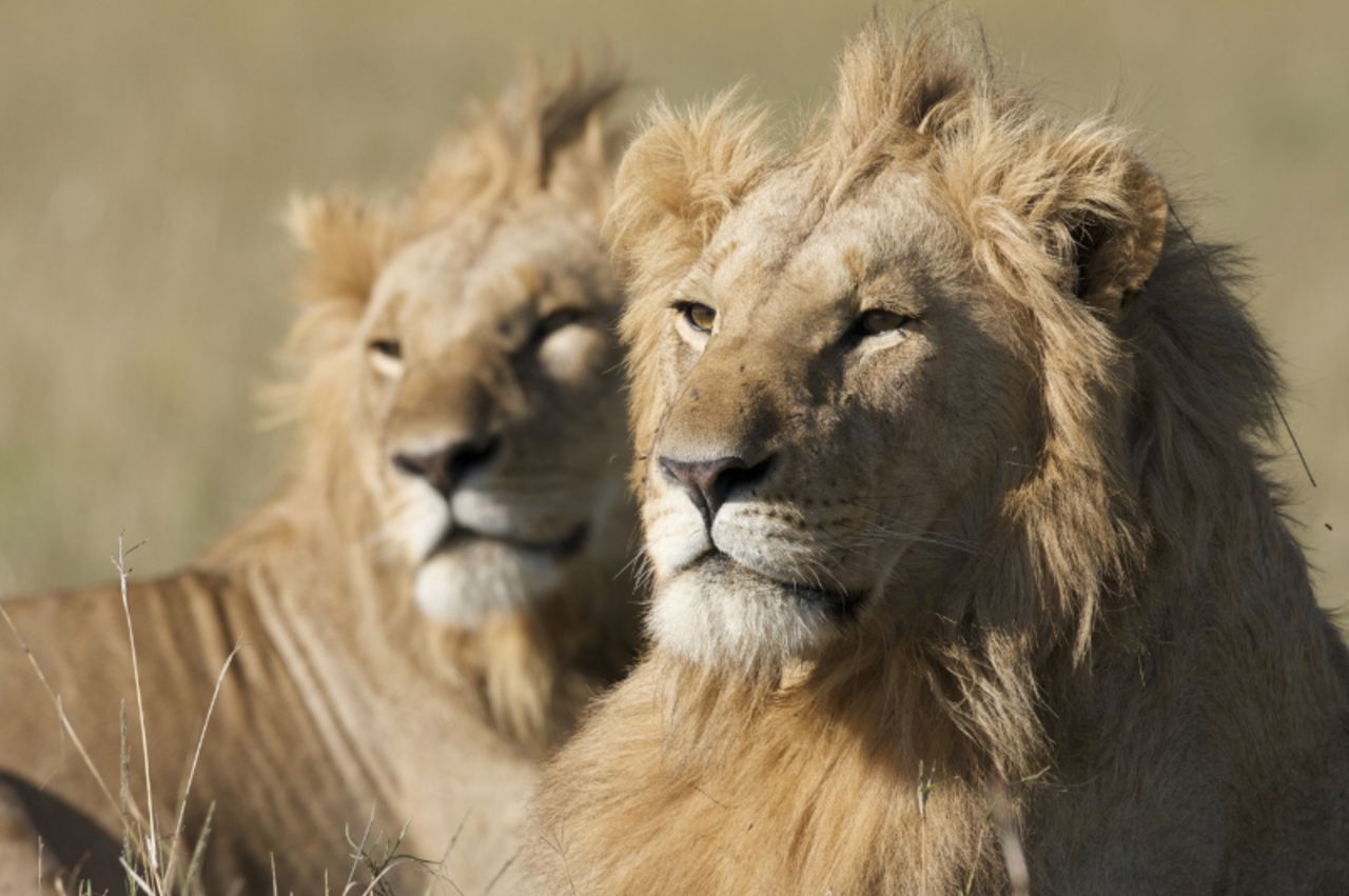 Lions can reach speeds of 50 miles per hour and leap 36 feet. But males have much shorter lives than their female counterparts, living up to 12 years in the wild compared with 18 years for lionesses.