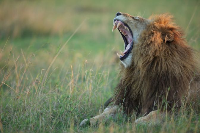 The lion's roar can be heard up to 5 miles away, and is used to mark out territory, scare off rivals and strengthen group bonds.