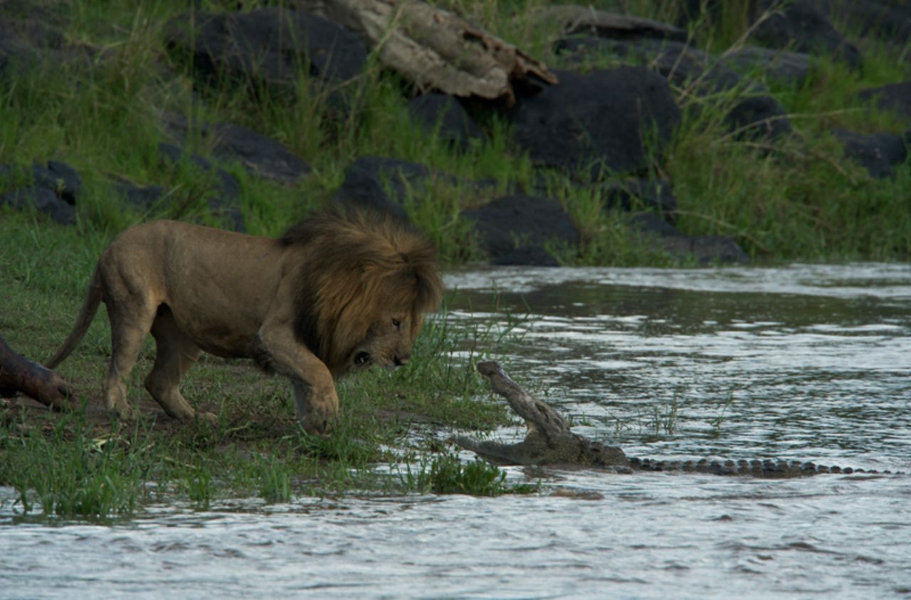 A lion faces off with a crocodile. An apex predator, lions eat a broad range of hoofed mammals, including zebras, antelopes, gazelles, wildebeest, warthogs, giraffes and buffalo -- even rhinoceroses, hippopotamuses and elephants on occasion. They also eat smaller animals, often scavenging their food from cheetahs or wild dogs.