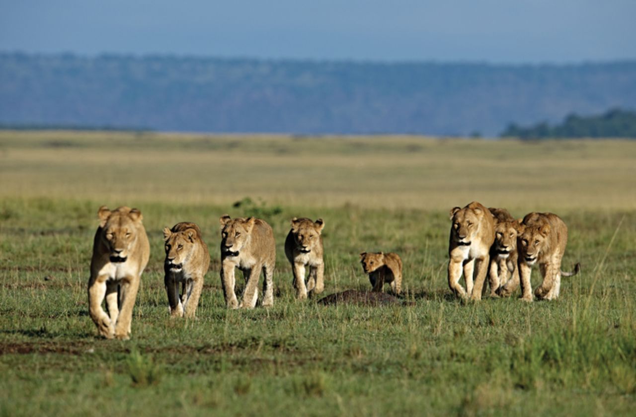 A pride of lions on the move. Food is shared out hierarchically within the pride, with adult males eating first, females second and the cubs taking the leftovers. Males are typically only able to maintain their dominance over a pride for two to three years, before being replaced by a rival.