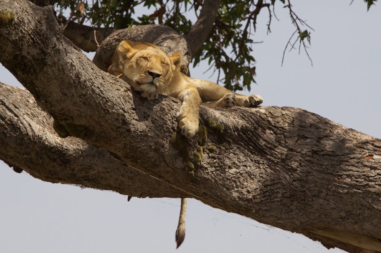 A lioness rests in a tree. Each has a distinctive combination of whisker spots that can be used to identify individual members of a pride.