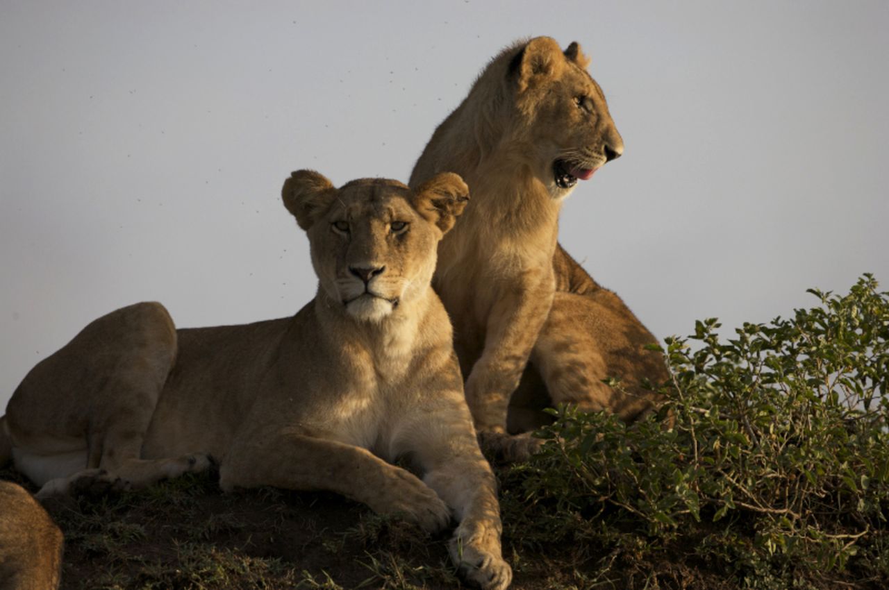 Two lionesses at rest. Researchers say that evidence suggests female lions prefer to mate with partners with black manes.