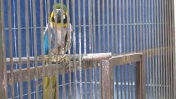 Indonesia's Surabaya Zoo was once one of the country's finest, but in recent years standards have declined to the point where 25 animals were dying each month. This caged Macaw has plucked out its feathers due to stress from living in cramped conditions, zookeepers say.