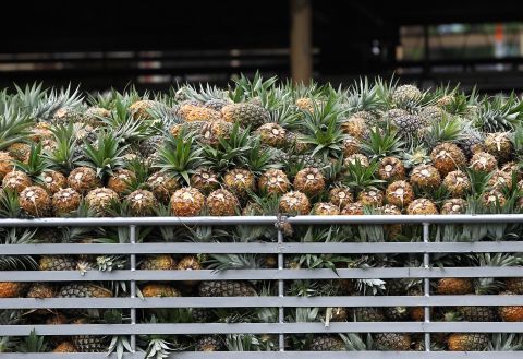 The Philippines has been transitioning from an agricultural economy to an industrial and service economy. Still, the agricultural sector comprises 12.3% of GDP and employs a third of the population. Some of its major agricultural exports are tropical fruits, such as pineapples. mangoes, bananas, and coconuts. In Bukidnon province, Del Monte operates one of the world's largest pineapple plantations.