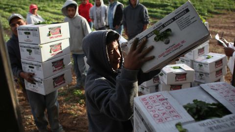 Migrant workers load cilantro in Colorado. The farmer said business is suffering because there are fewer Mexican workers. 