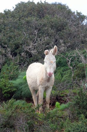 A wild white donkey on the island of Asinara, Italy. The donkey is an albino variant of the more common Sardinian donkey.