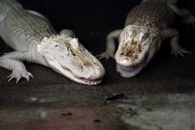 These two white albino alligators live in the Alligator Bay zoological park in Beauvoir, France. 