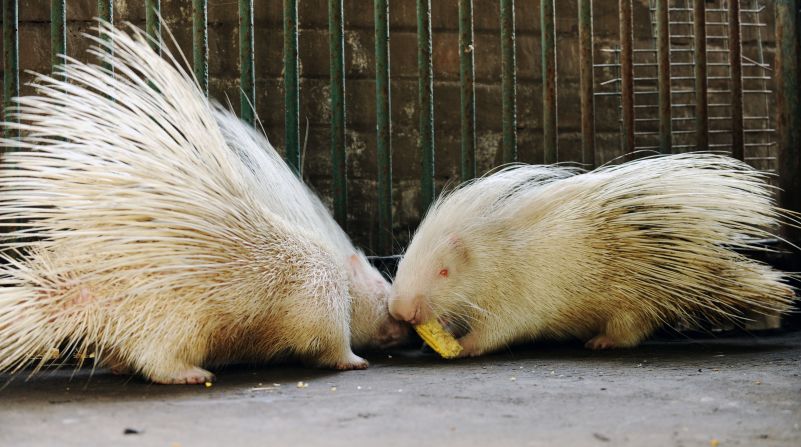 Two albino porcupines compete for a corn cob at the Kamla Nehru Zoological Garden in Ahmedabad, India.