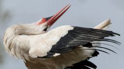 A white stork clatters and clatters in its nest near Biebesheim, western Germany, on April 25. White storks begin their mating season each spring when males return to breeding grounds, in March or April.