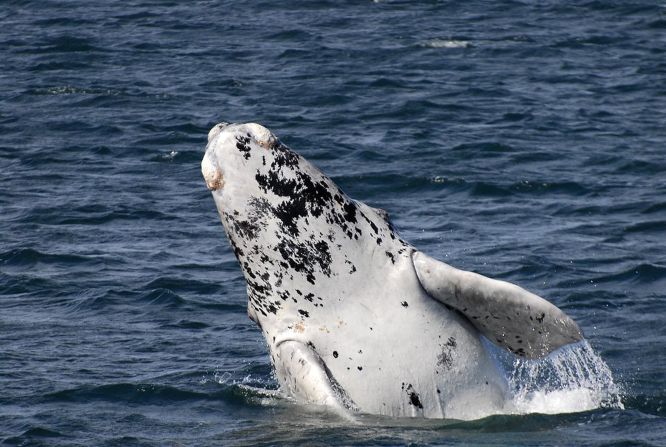  A rare albino southern right whale calf surfaces at West Australia's Flinder's Bay.