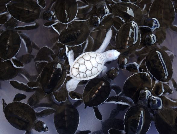 An albino baby turtle swims with green sea turtle babies in a pond at Khram island, Thailand.